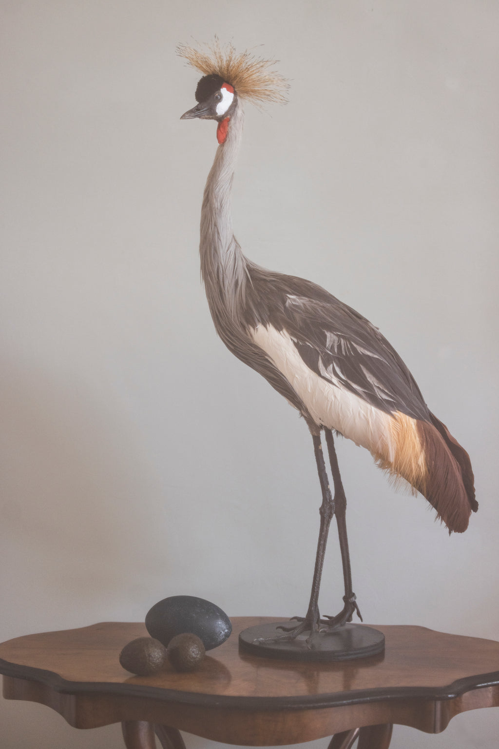 Grey Crowned Crane