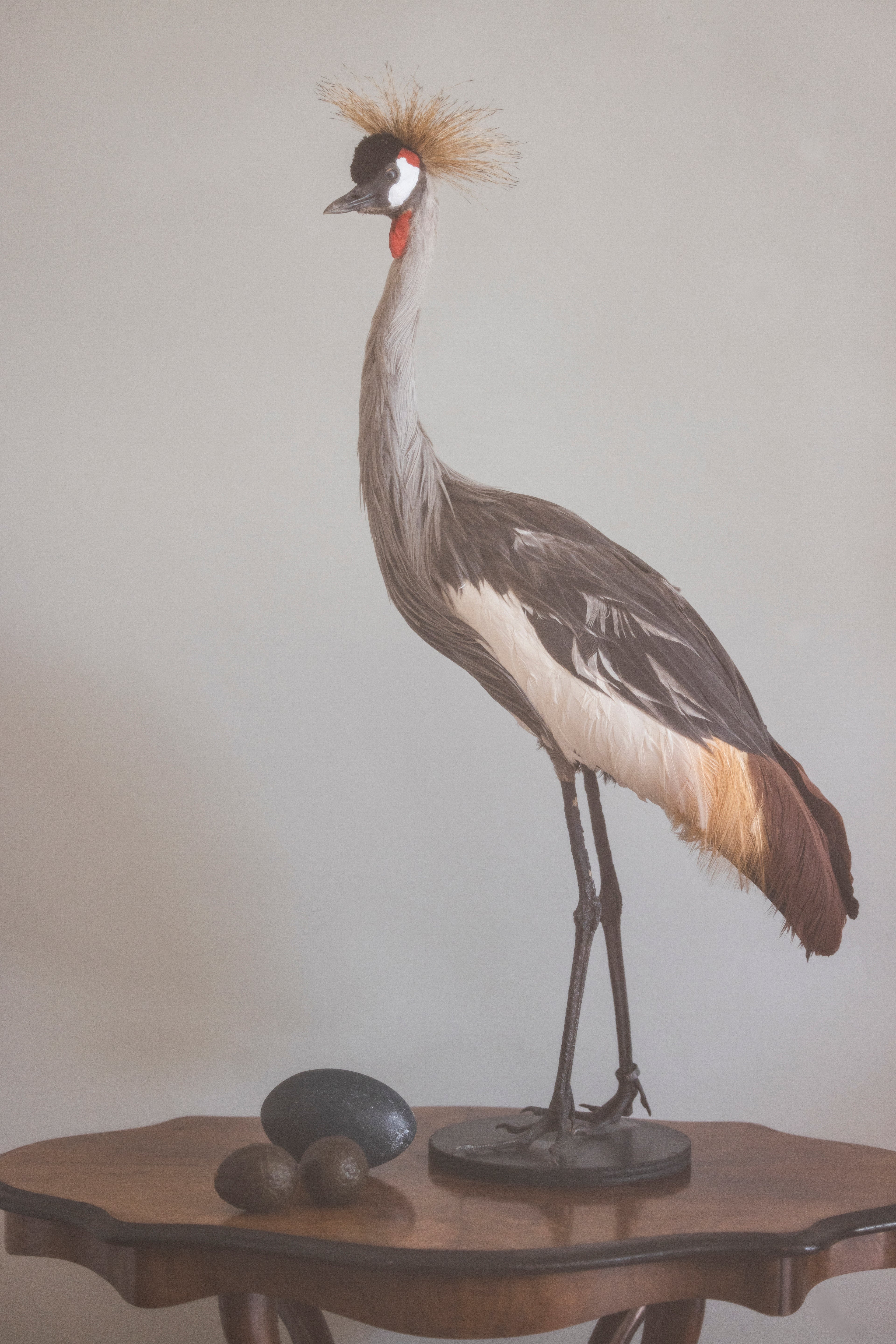 Grey Crowned Crane