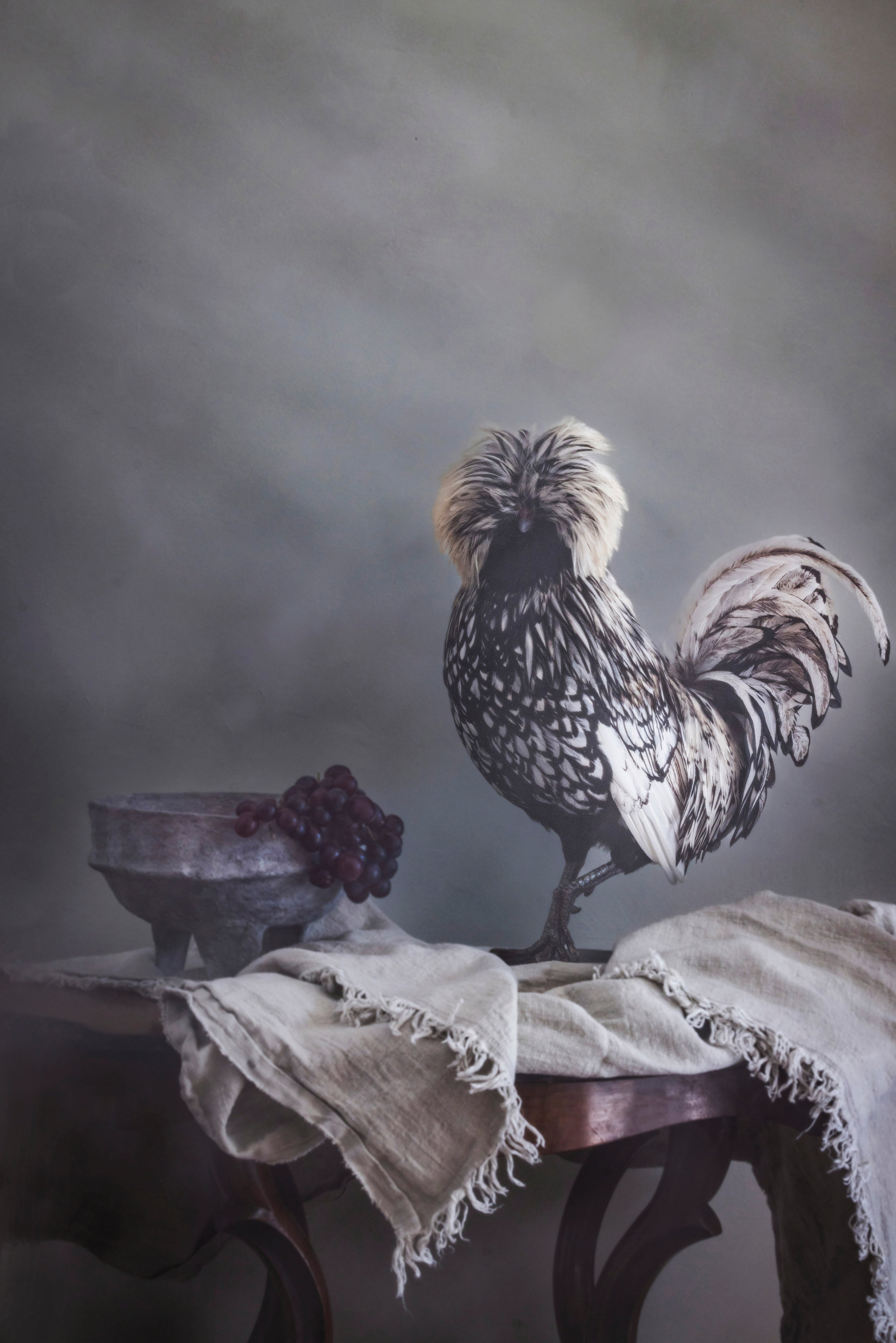 Dutch Crested Chicken