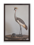 Grey Crowned Crane